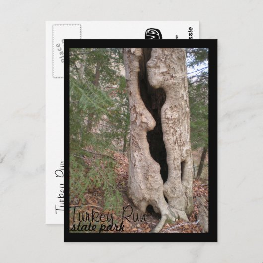 Turks staatspark Hallow Tree Briefkaart (Voorkant / Achterkant)