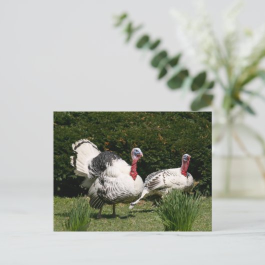 Turks stel briefkaart (Staand voorkant)