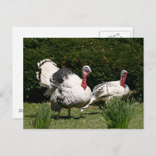 Turks stel briefkaart (Voorkant / Achterkant)