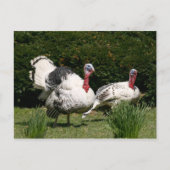 Turks stel briefkaart (Voorkant)