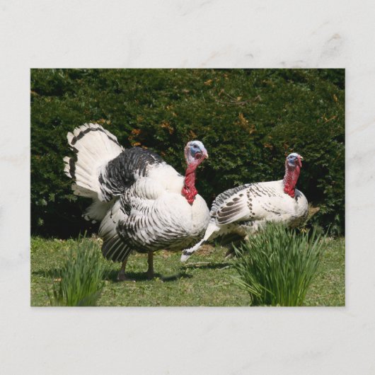 Turks stel briefkaart (Voorkant)