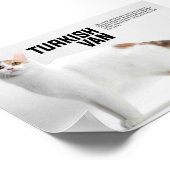 Turks Van Cat Breed Poster (Hoek)