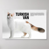 Turks Van Cat Breed Poster (Voorkant)