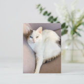 Turks Van Cat Briefkaart (Staand voorkant)