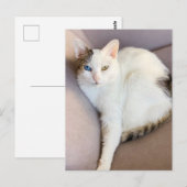 Turks Van Cat Briefkaart (Voorkant / Achterkant)