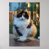 Turks Van Poster (Voorkant)