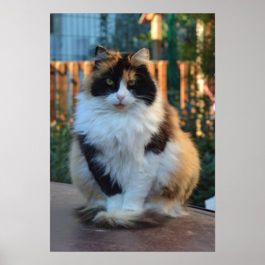 Turks Van Poster (Voorkant)