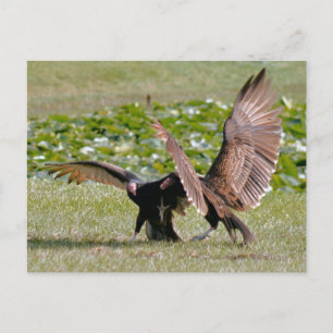 Turks Vulture Foto Briefkaart