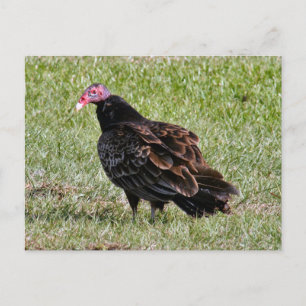 Turks Vulture Foto Briefkaart