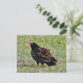 Turks Vulture Foto Briefkaart (Staand voorkant)