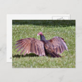 Turks Vulture Foto Briefkaart (Voorkant / Achterkant)