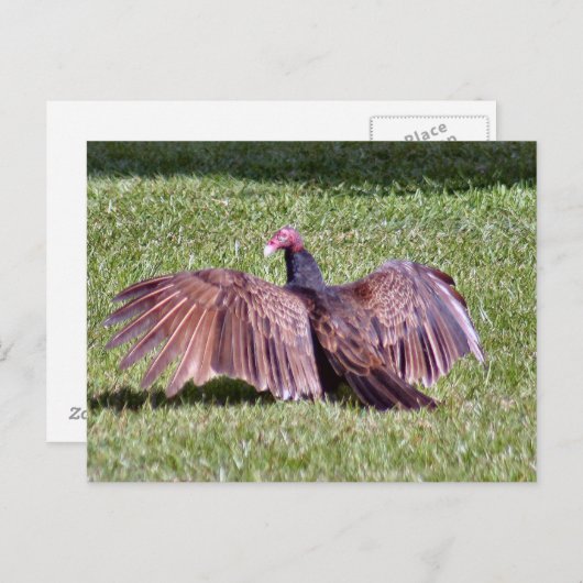 Turks Vulture Foto Briefkaart (Voorkant / Achterkant)