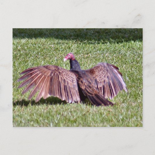 Turks Vulture Foto Briefkaart (Voorkant)