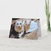 Turks Wenskaart Angora Kittens Kaart (Achterkant)