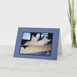 Turks Wenskaart Angora Kittens Kaart