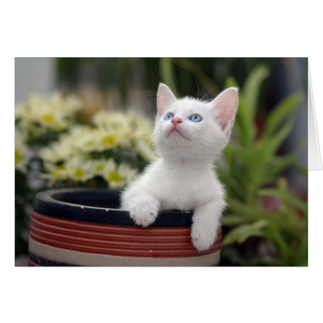 Turks White Kitten (Voorkant Horizontaal)