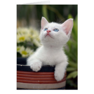 Turks White Kitten