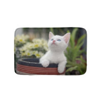 Turks White Kitten