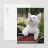 Turks White Kitten Briefkaart (Voorkant / Achterkant)