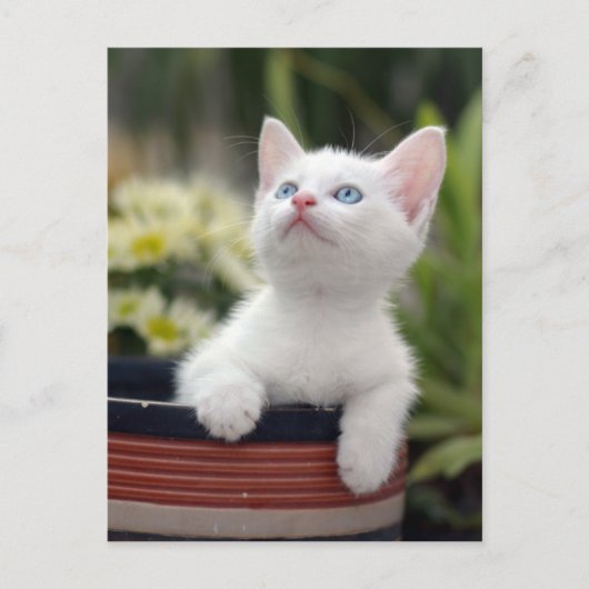 Turks White Kitten Briefkaart (Voorkant)