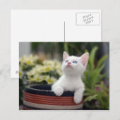 Turks White Kitten Briefkaart (Voorkant / Achterkant)