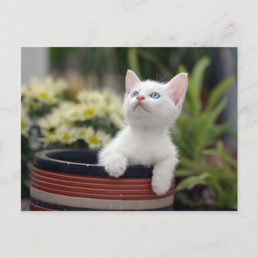 Turks White Kitten Briefkaart (Voorkant)