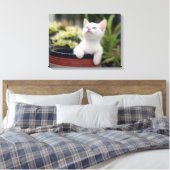 Turks White Kitten Canvas Afdruk (Insitu (Slaapkamer))