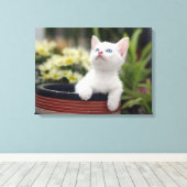 Turks White Kitten Canvas Afdruk (Insitu (Houten vloer))