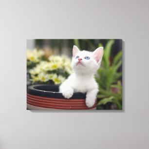 Turks White Kitten Canvas Afdruk