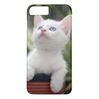 Turks White Kitten