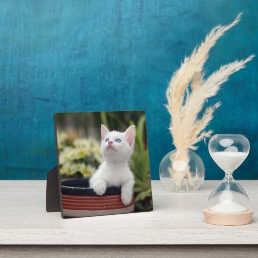 Turks White Kitten Fotoplaat (Insitu)