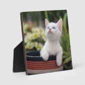 Turks White Kitten Fotoplaat (Voorkant)
