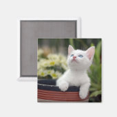 Turks White Kitten Magneet (Voorkant / Achterkant)