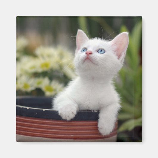 Turks White Kitten Magneet (Voorkant)