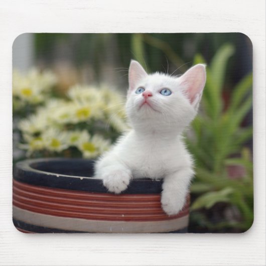 Turks White Kitten Muismat (Voorkant)