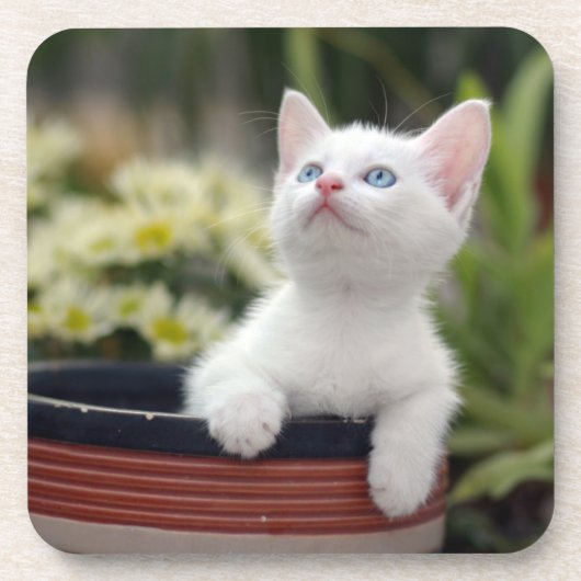 Turks White Kitten Onderzetter (Voorkant)