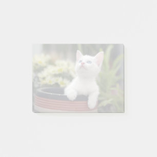 Turks White Kitten Post-it® Notes