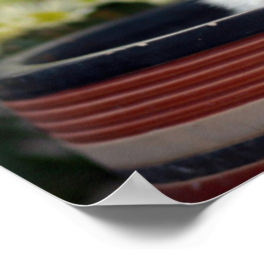 Turks White Kitten Poster (Hoek)