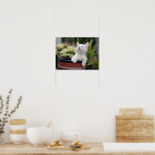 Turks White Kitten Poster (Keuken)