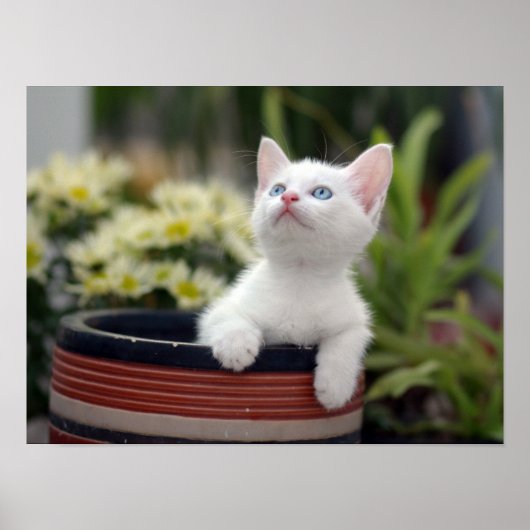 Turks White Kitten Poster (Voorkant)