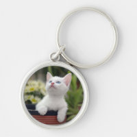 Turks White Kitten