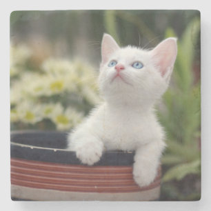 Turks White Kitten Stenen Onderzetter