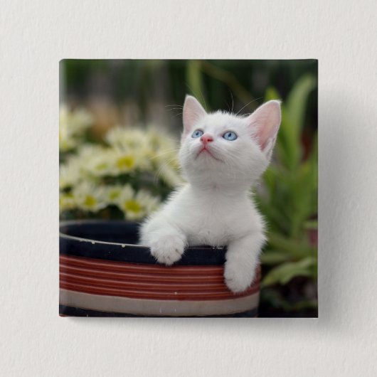 Turks White Kitten Vierkante Button 5,1 Cm (Voorkant)