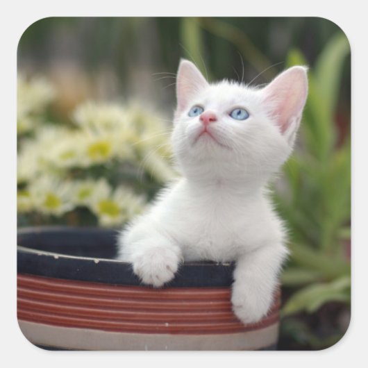 Turks White Kitten Vierkante Sticker (Voorkant)