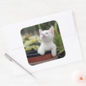Turks White Kitten Vierkante Sticker (Envelop)