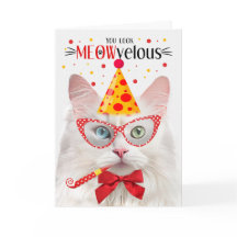 Turkse Angora Kat MEOWvelous Verjaardag