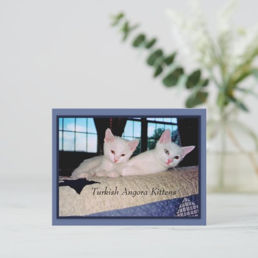 Turkse Angora Kittens Briefkaart (Staand voorkant)