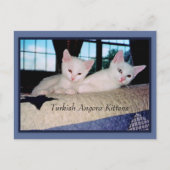 Turkse Angora Kittens Briefkaart (Voorkant)
