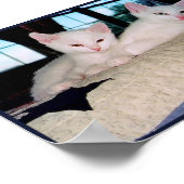 Turkse Angora Kittens Poster (Hoek)