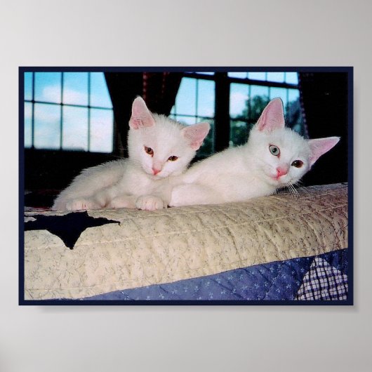 Turkse Angora Kittens Poster (Voorkant)